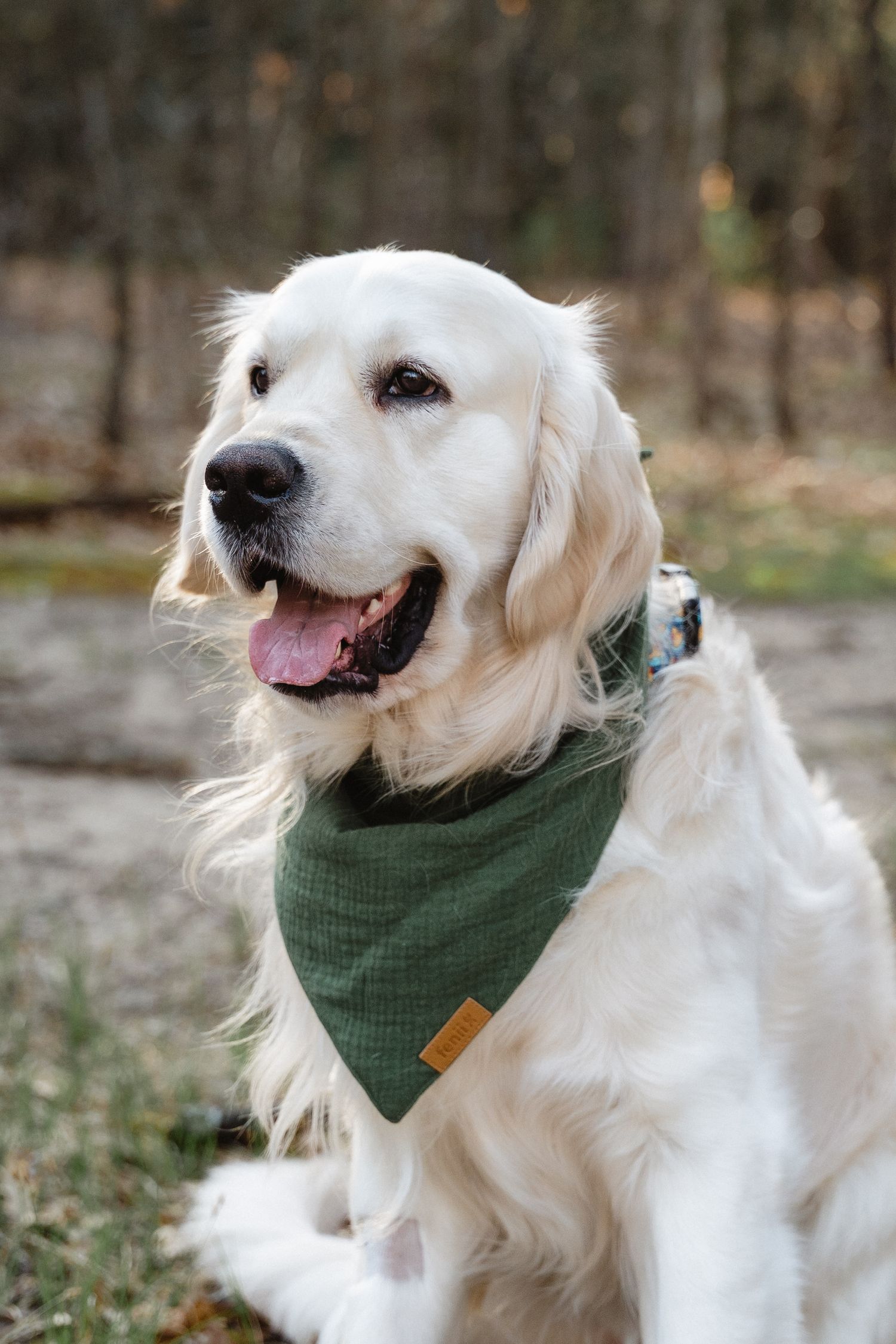 A happy golden retriever wearing a green bandana sits outdoors in a wooded area.