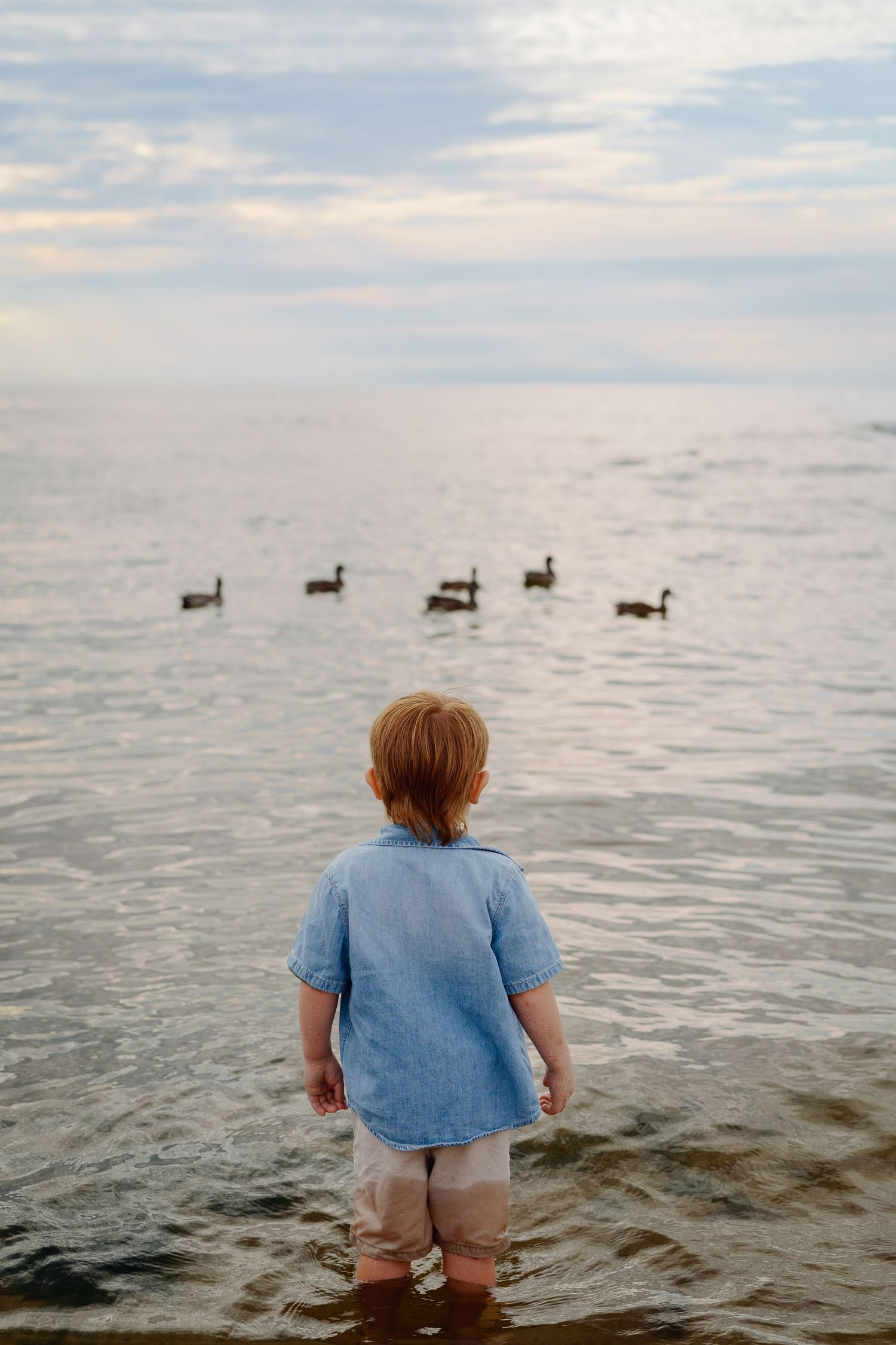 Child in blue shirt watching ducks swim in serene water at dusk.