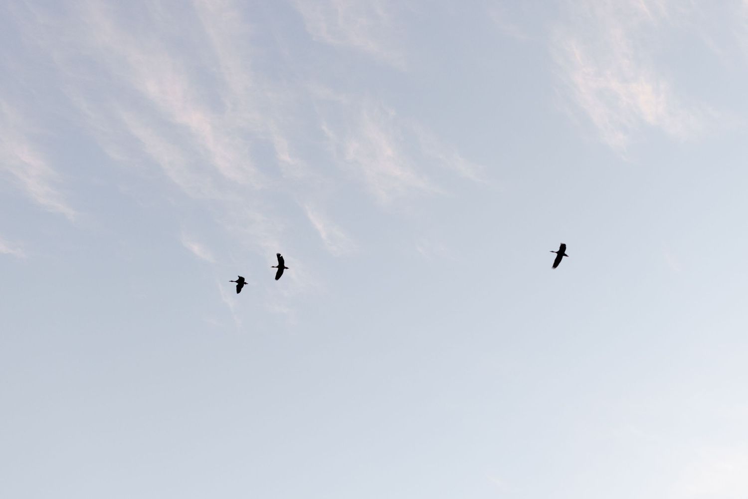 Three black birds soar across a pale blue sky with wispy clouds.
