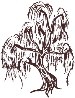 A hand-drawn illustration of a weeping willow tree with drooping branches and graceful curves in dark brown ink.