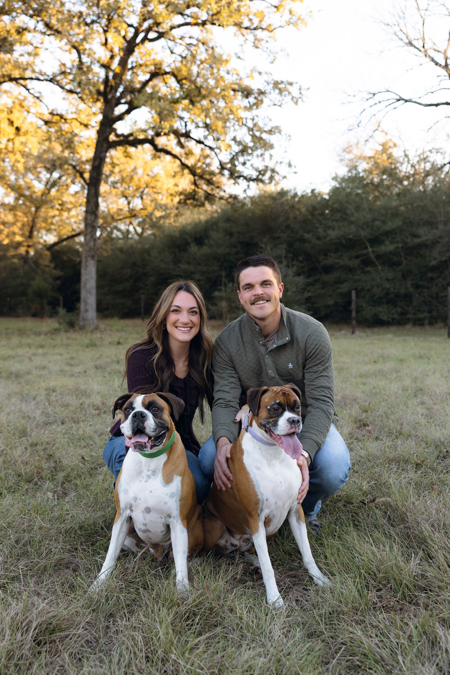 Two Boxer dogs sitting in a grassy field during autumn with fall foliage and trees in the background.