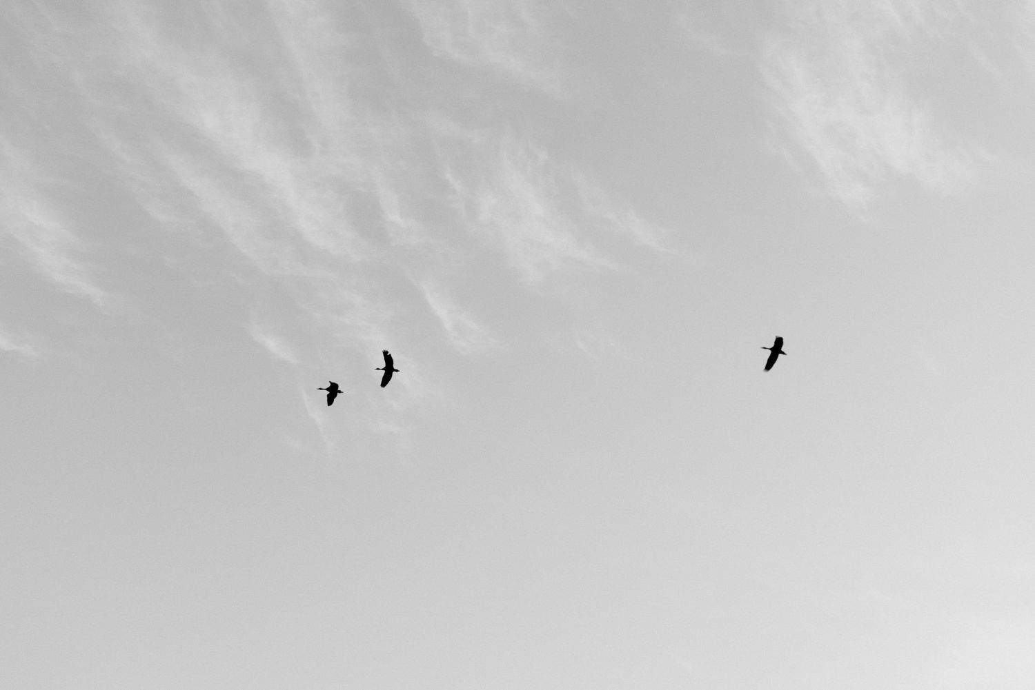 A small flock of birds soars gracefully against a misty gray sky background.