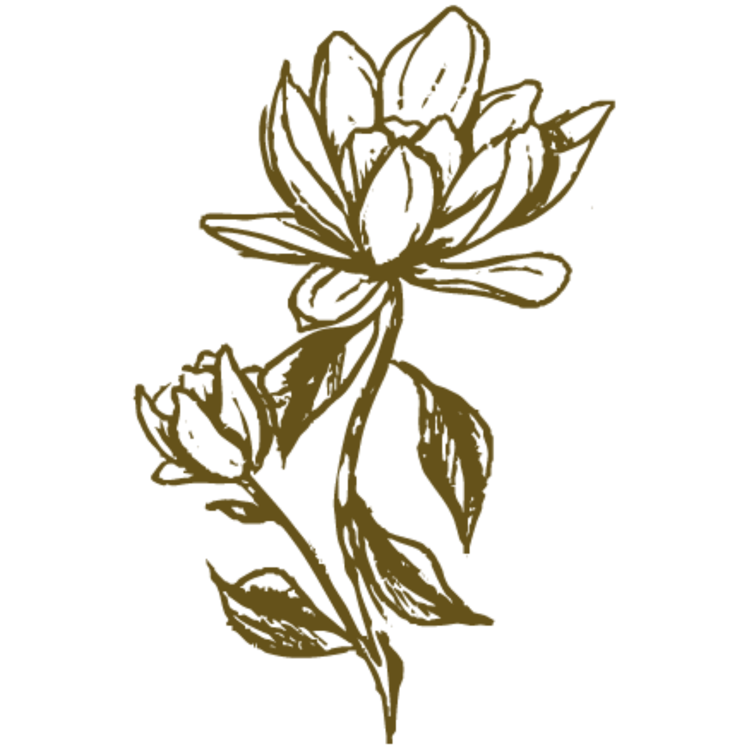 Hand-drawn botanical illustration of two magnolia flowers with leaves in a simple brown line art style.
