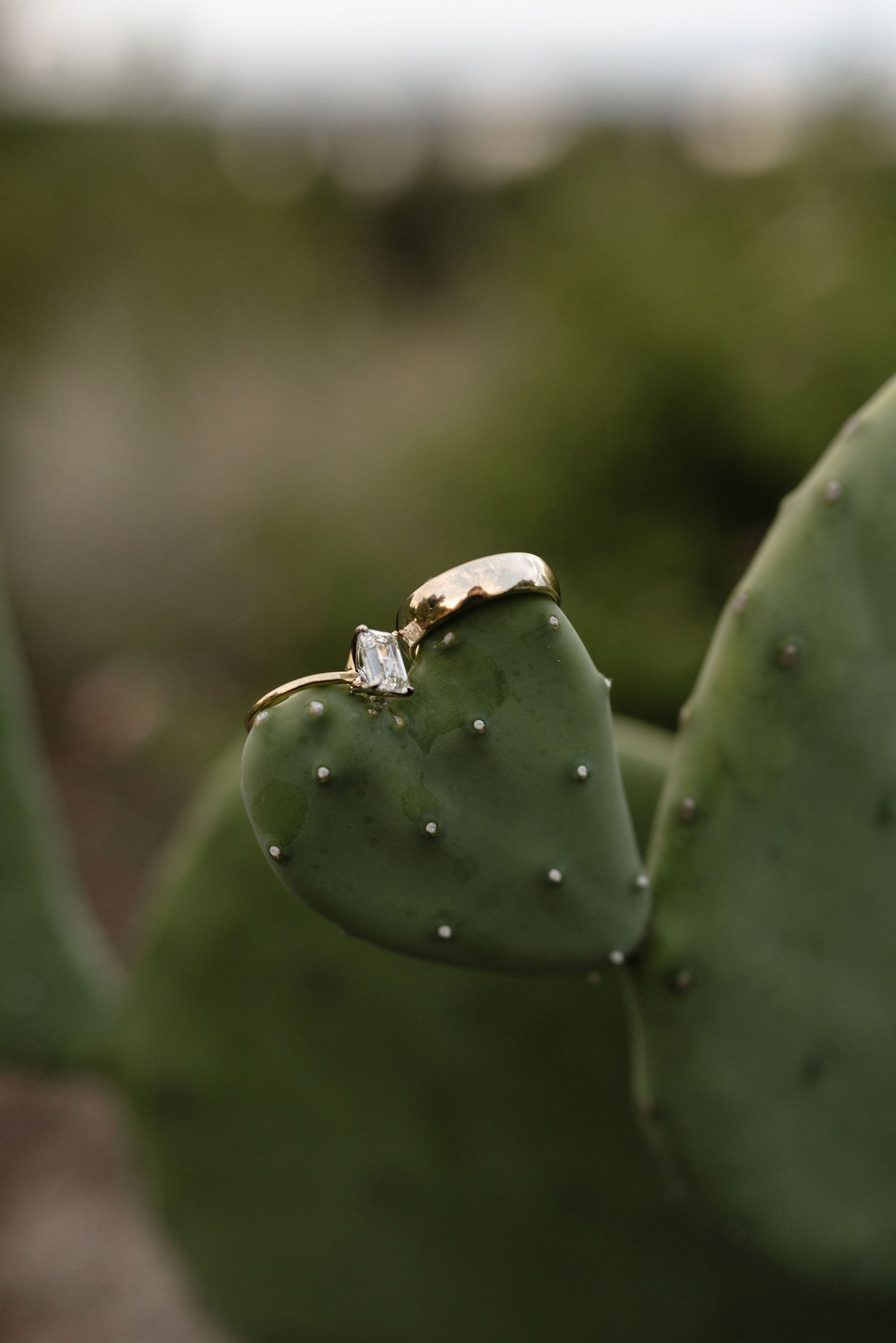 A series of small white insects perched on green cactus pads against a blurred natural background.