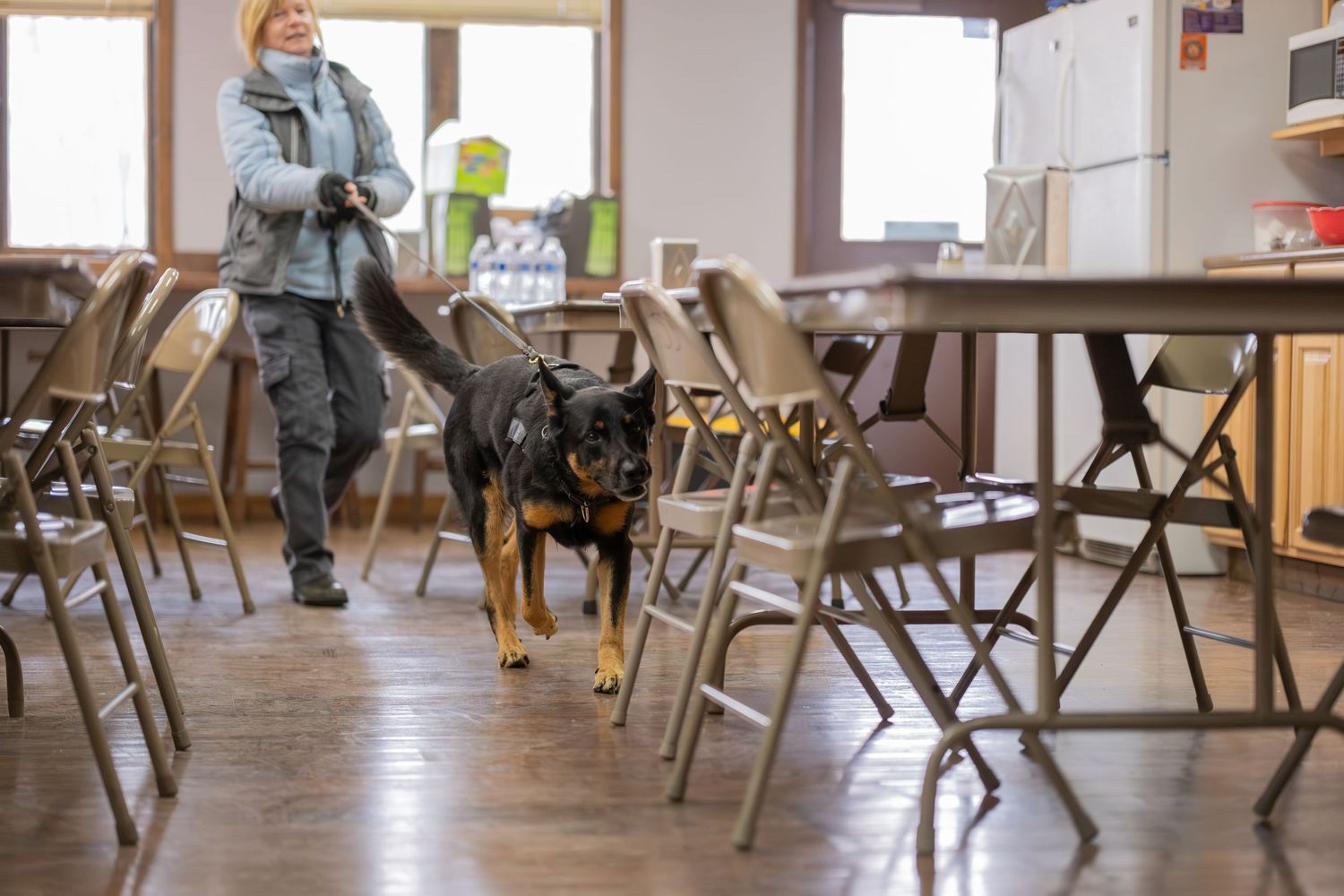 A Rottweiler dog walks between folding chairs in a community hall as a woman stands watching in the background.