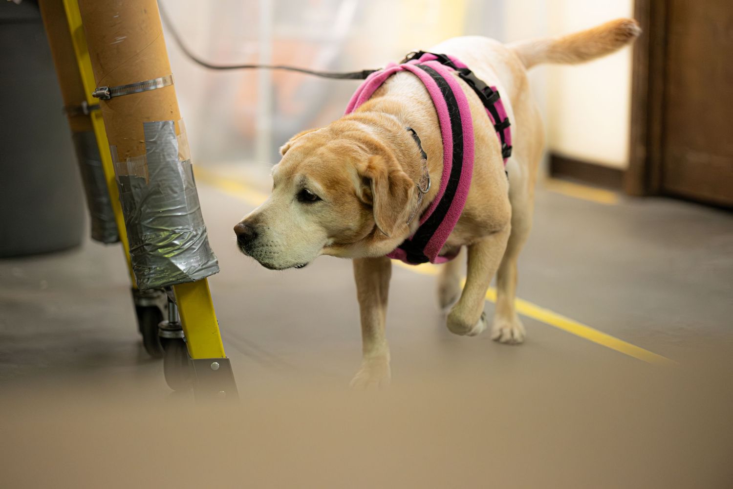 Yellow Labrador wearing a pink harness sniffing near a yellow ladder on a gray floor.