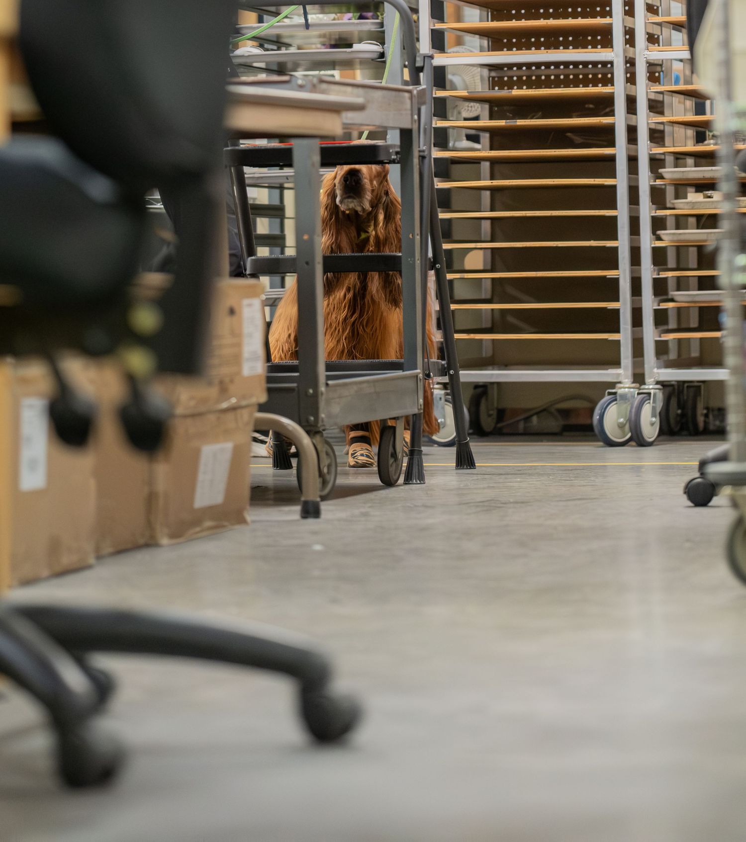 A golden retriever dog sits curiously behind a metal cart in a warehouse storage room with office chairs.