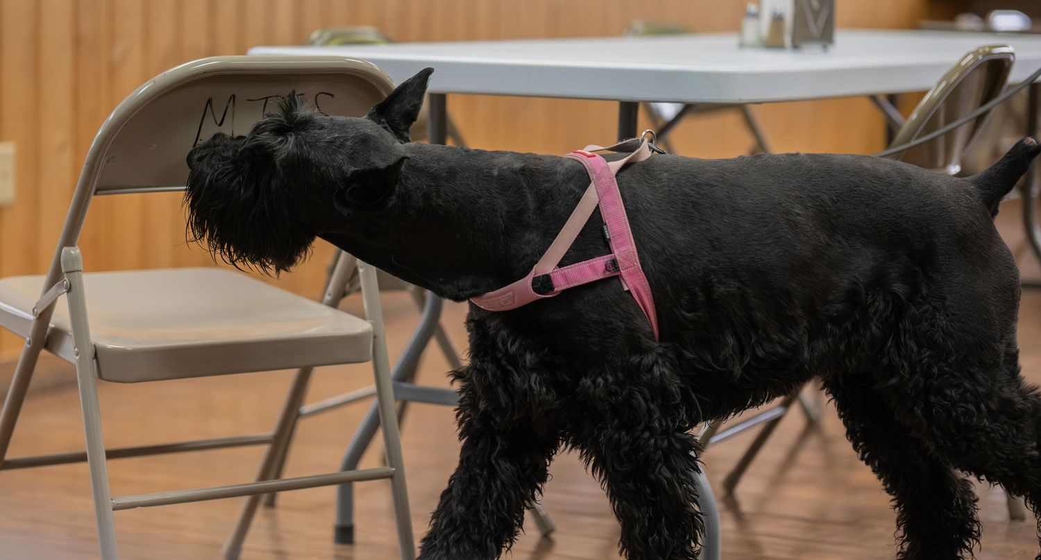 Black Schnauzer dog wearing a pink harness standing indoors near folding chairs and tables.