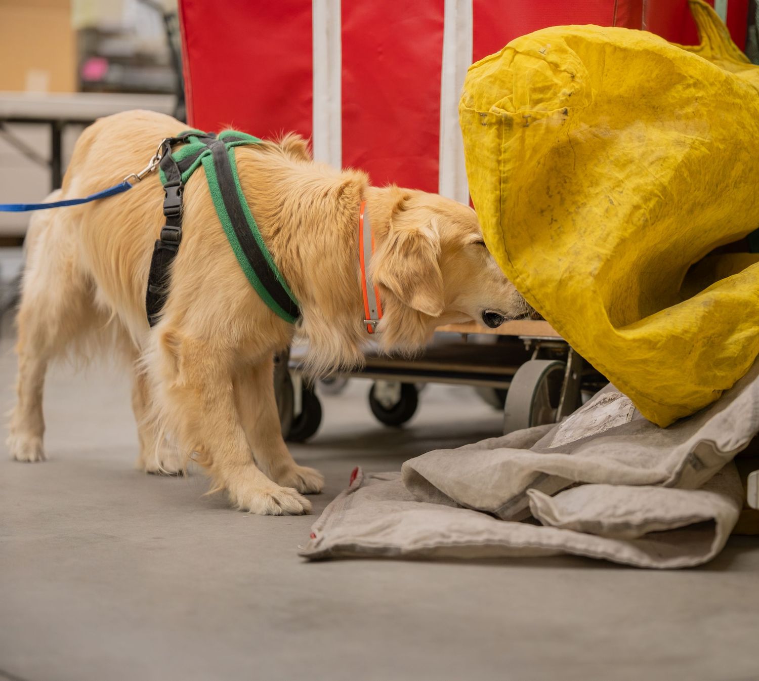 A golden retriever wearing a green harness sniffs a yellow bag on the floor in an indoor training facility.