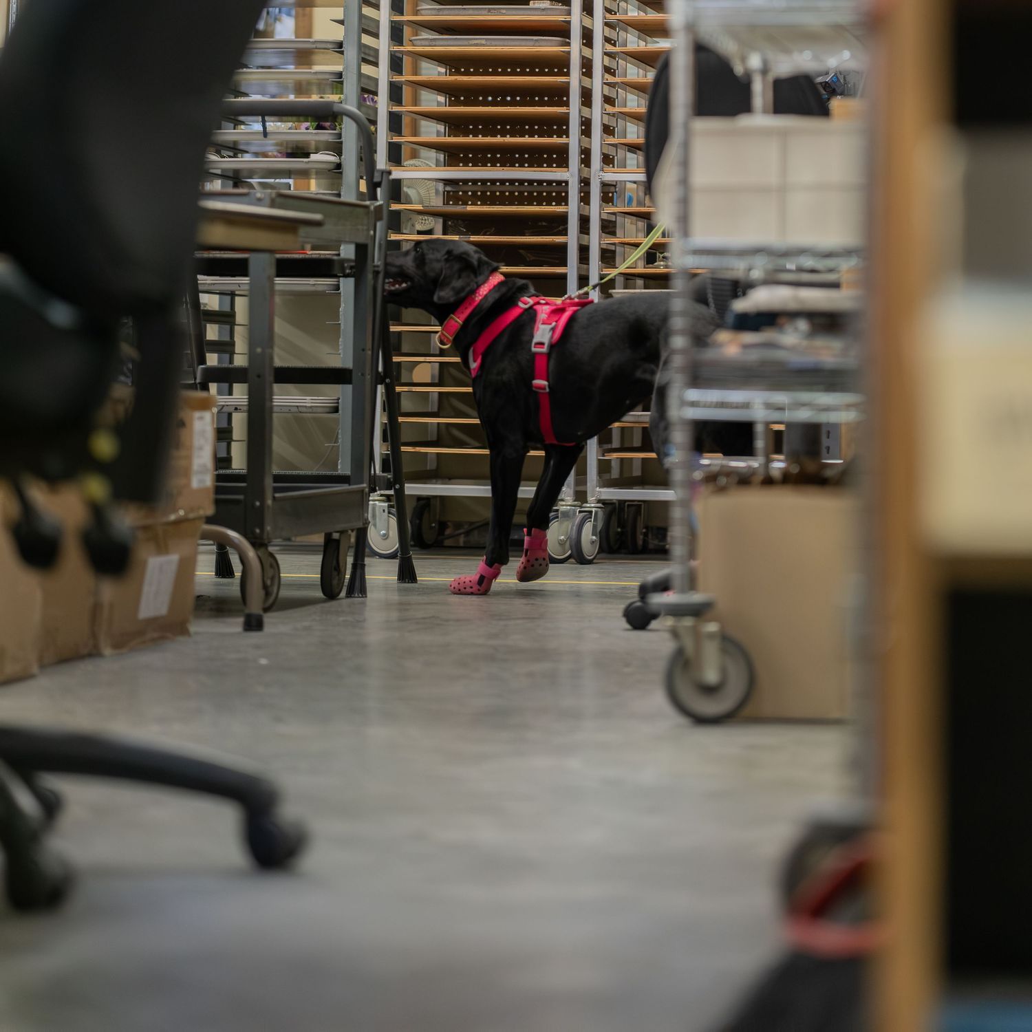 Black Labrador wearing red harness sniffing between warehouse shelves and storage racks in industrial facility.