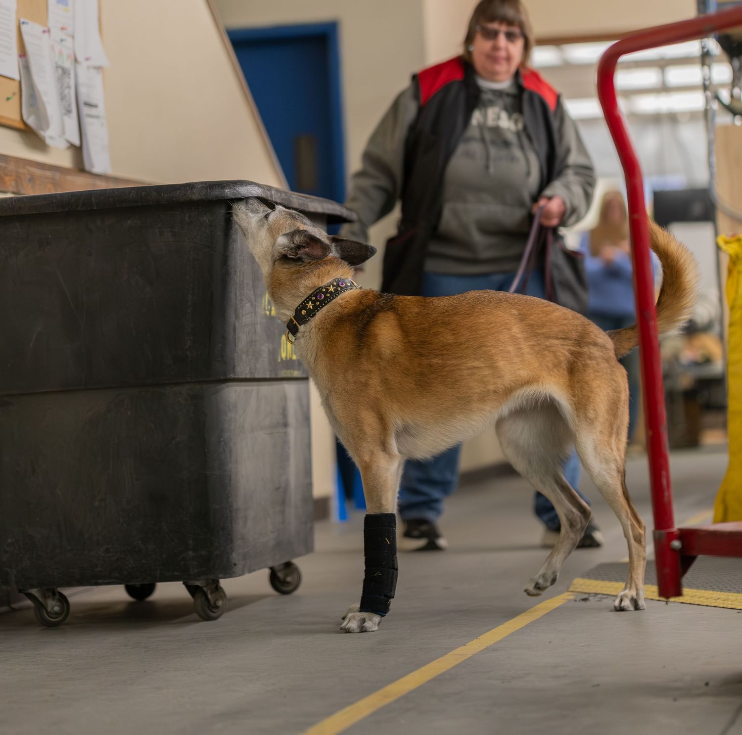 A dog with a bandaged leg on a leash inside a warehouse, with a woman in a gray hoodie standing behind it.