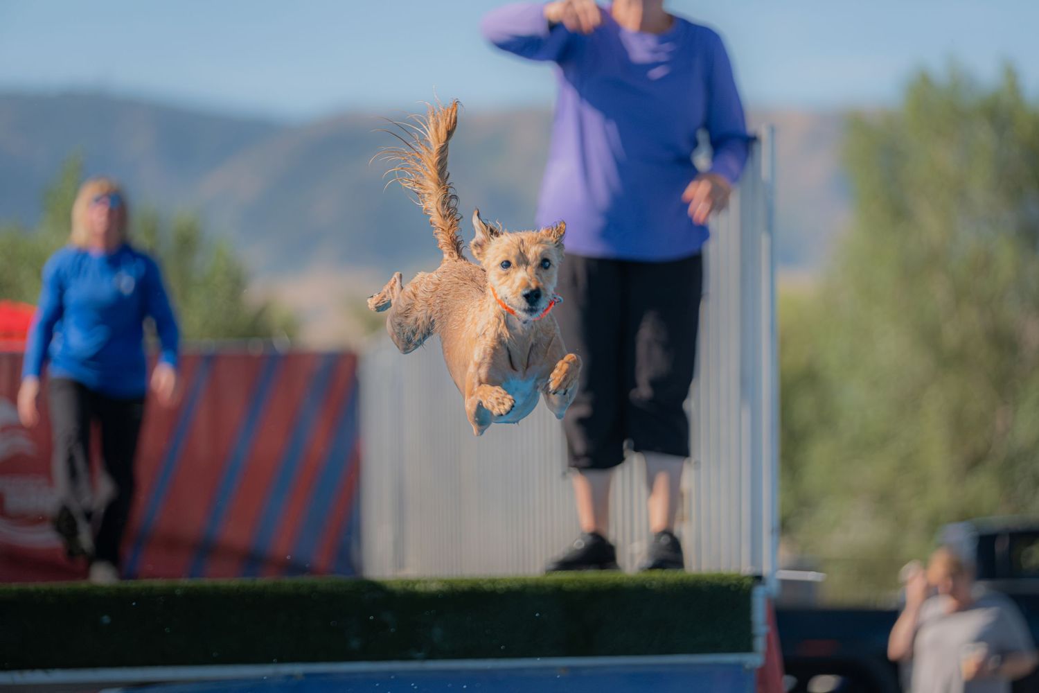 A golden dog leaps mid-air catching a ball during an outdoor flyball competition with handlers and mountains behind.