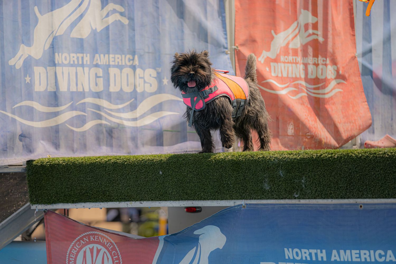 Small black dog in pink life jacket stands on diving platform at North America Diving Dogs competition.