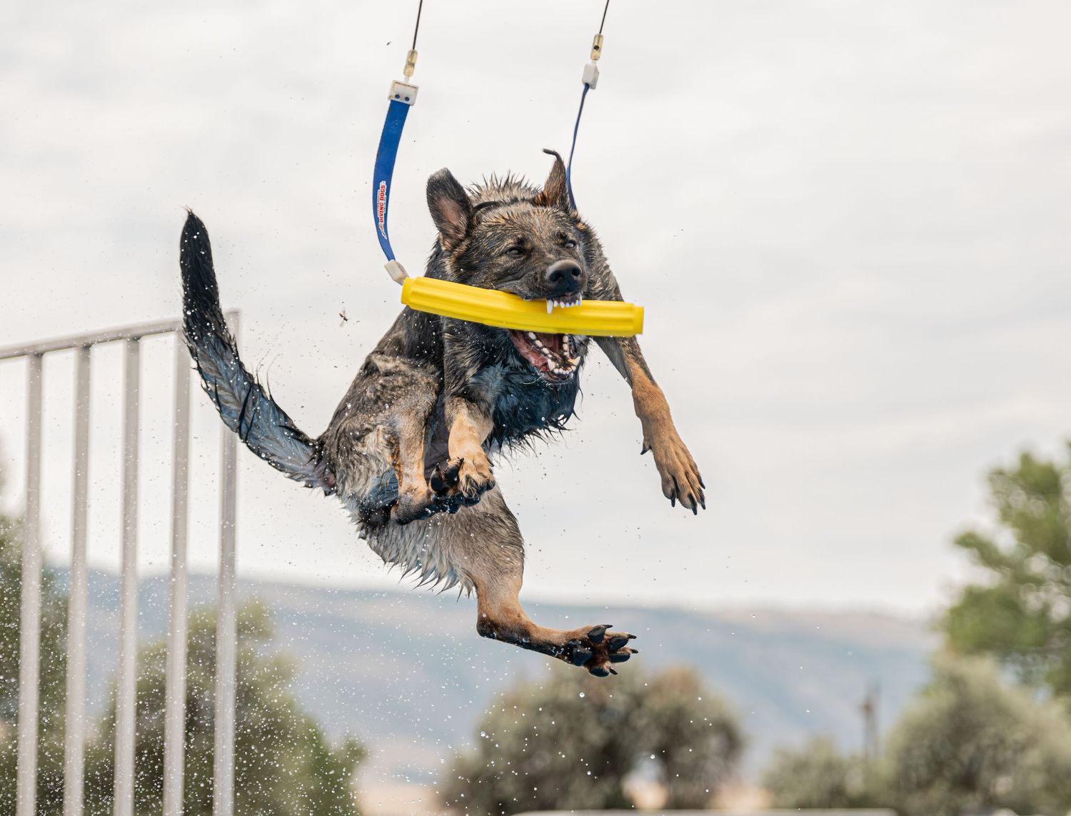 A wet German Shepherd dog leaps through the air mid-jump, holding a yellow ring toy in its mouth outdoors.