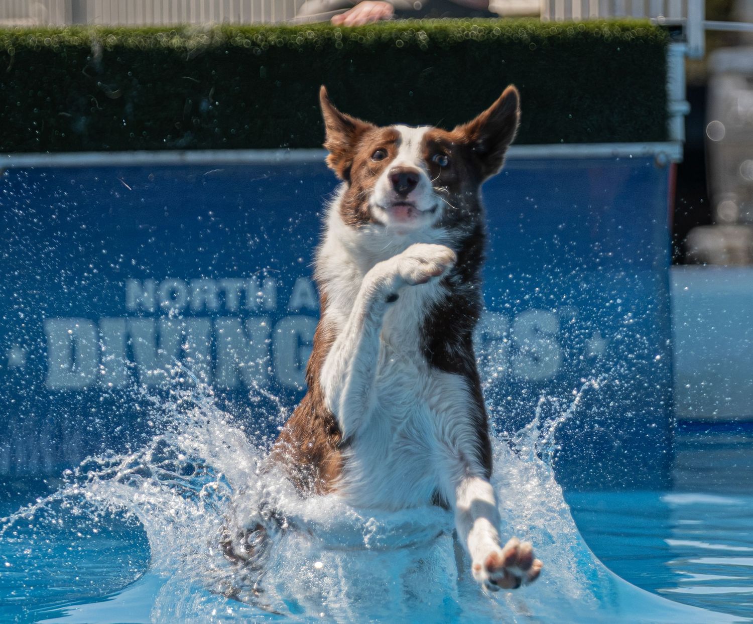 A brown and white border collie leaps energetically out of a blue pool at a North America Diving Dogs competition.