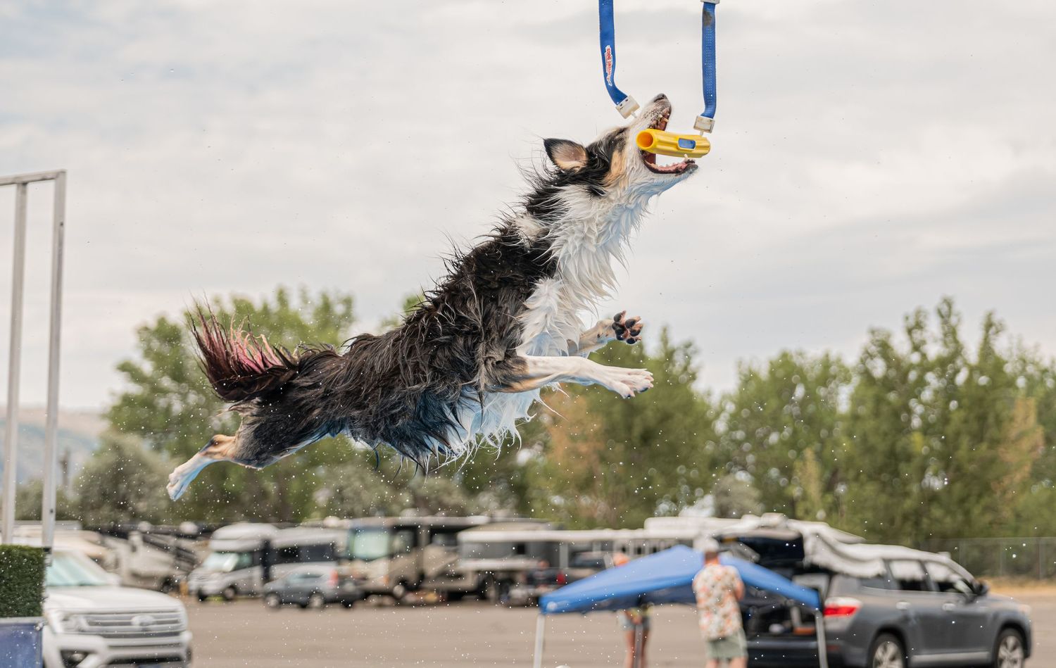 A border collie leaps through a hoop catching a toy during an agility competition outdoors with RVs in the background.