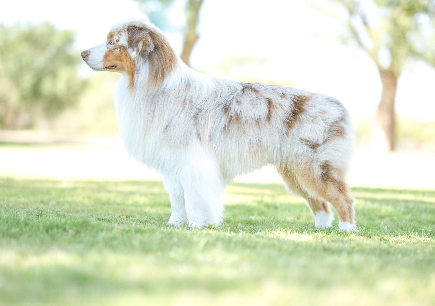 An Australian Shepherd dog with a luxurious merle coat stands alertly on green grass in a sunlit outdoor setting.
