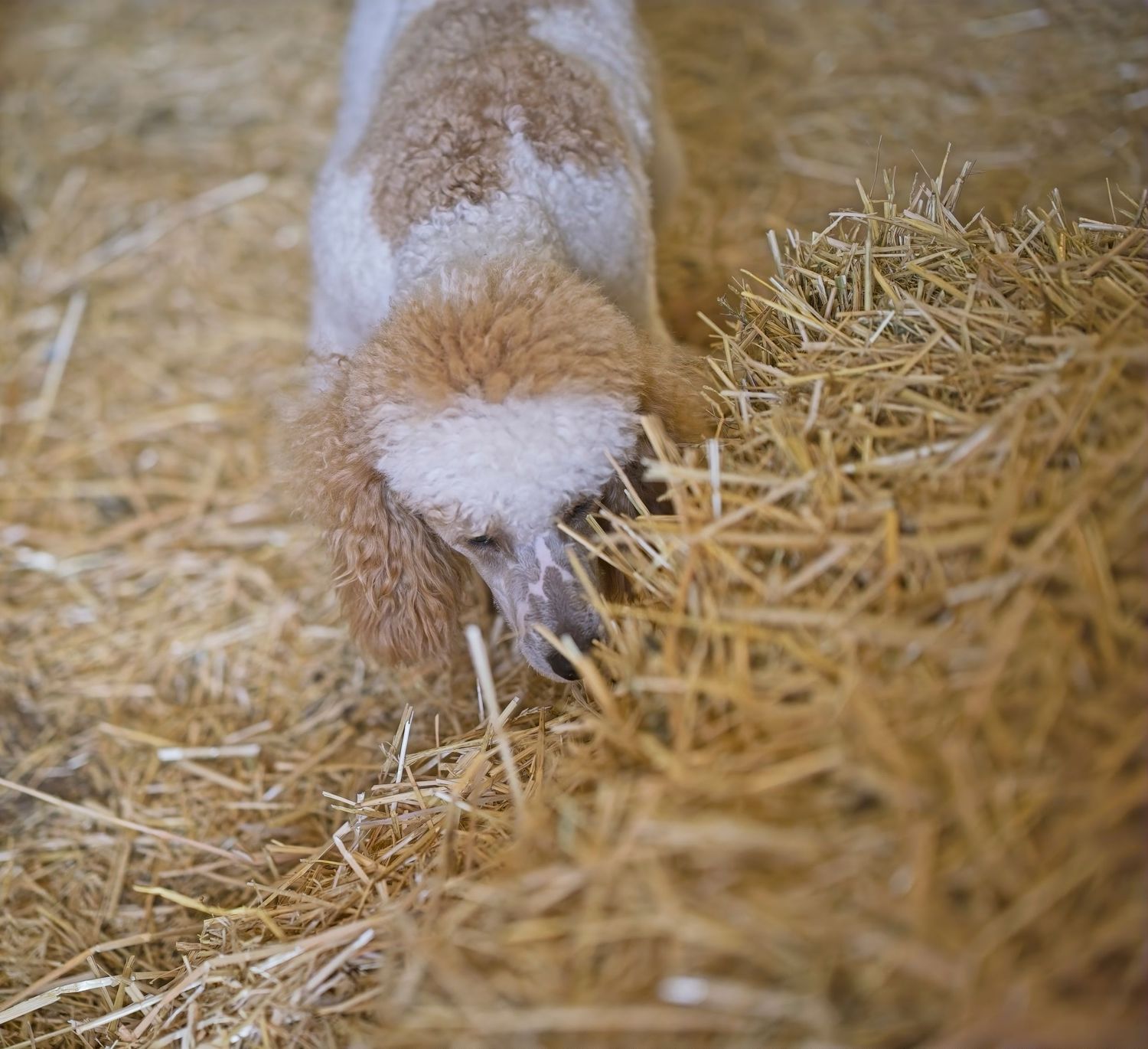 Close up of light brown dog nose investigating straw bedding.