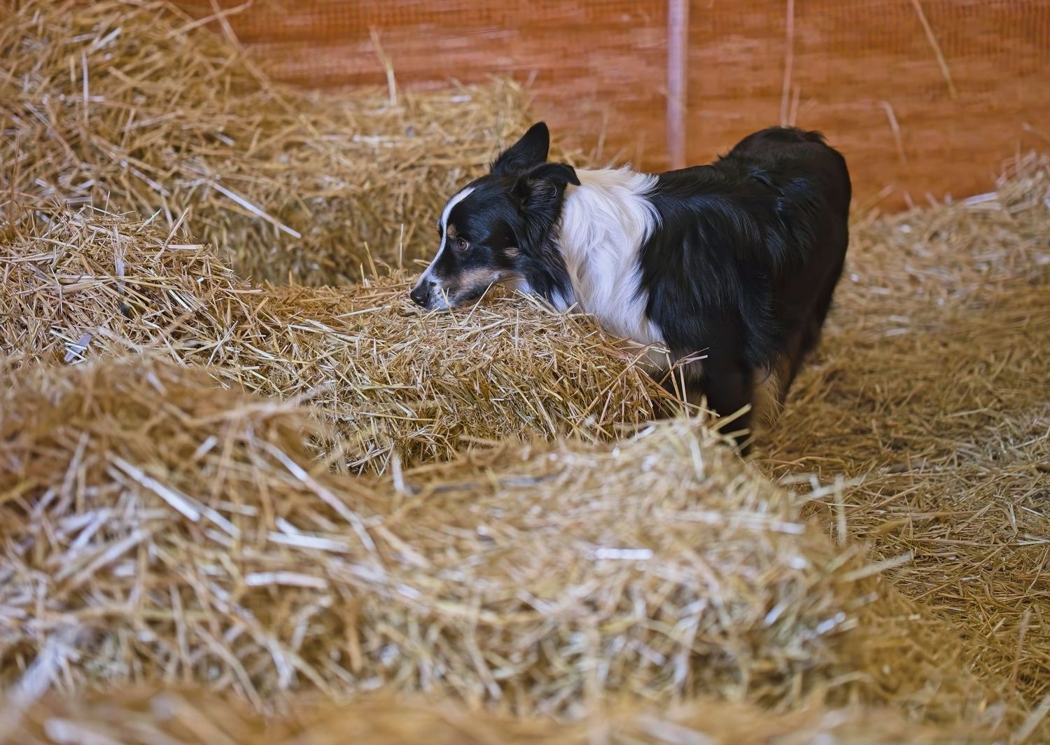 Black dog navigating through hay bales during indoor agility training exercise.