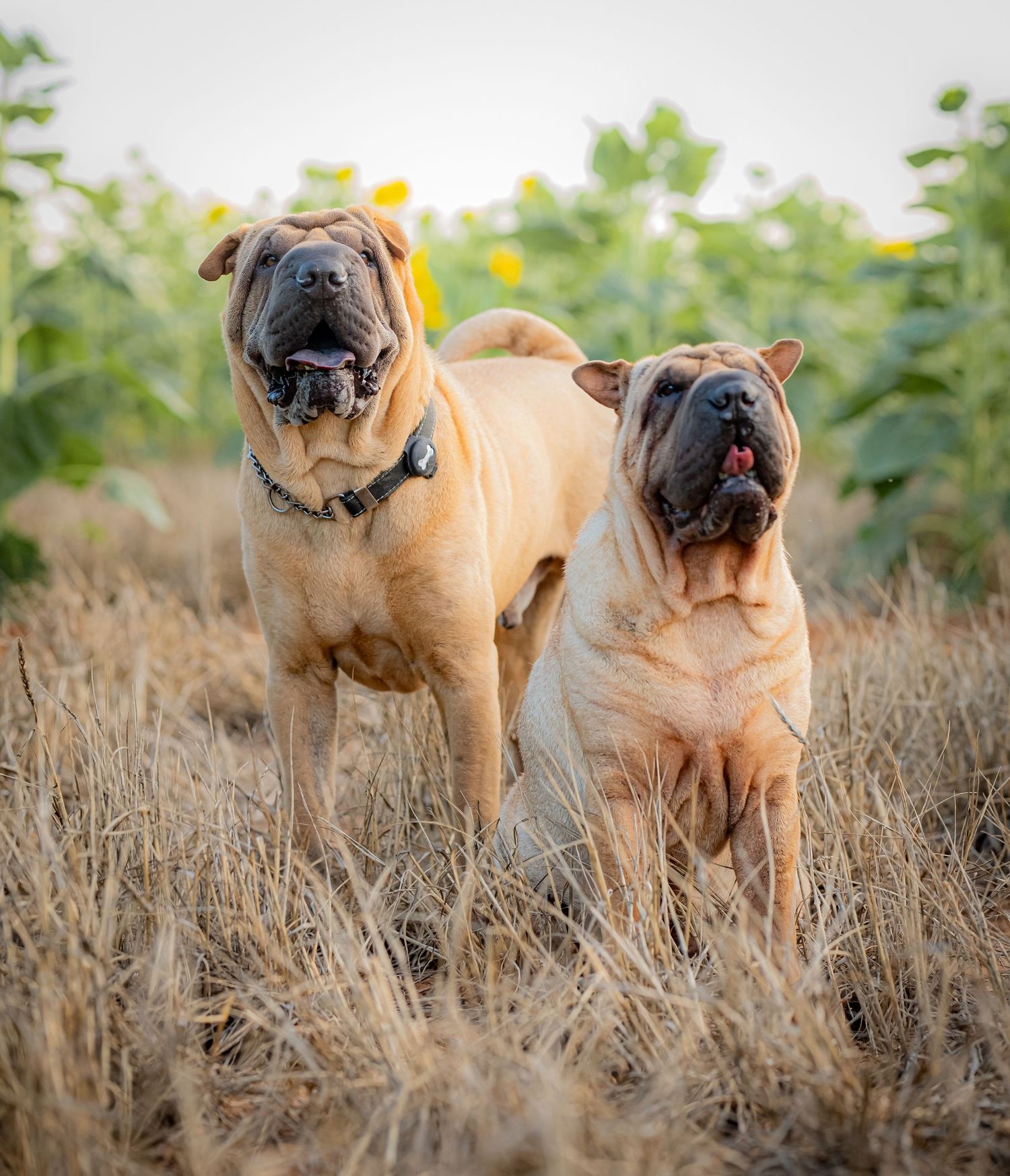 Two Shar Pei dogs standing together in dried grass field during golden hour.