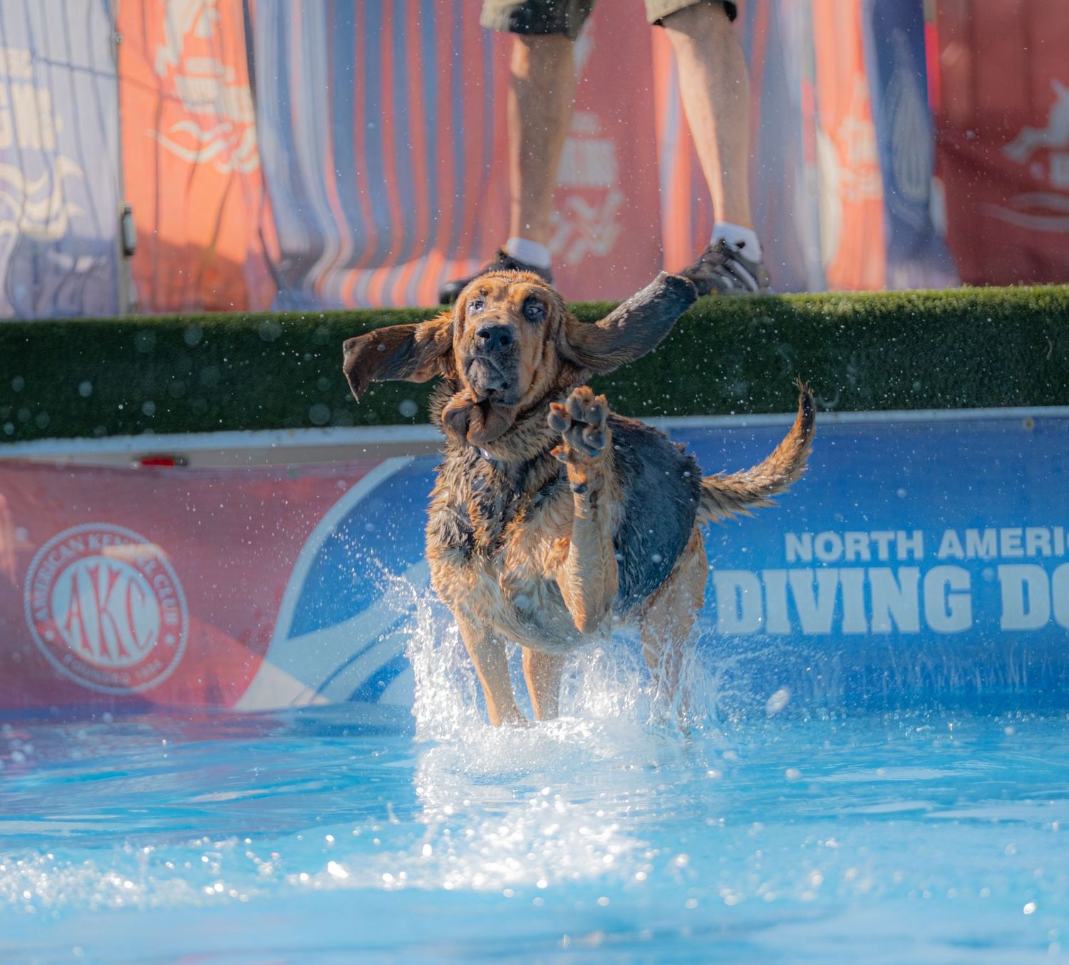A Labrador Retriever leaps into a pool at a North American Diving Dogs competition, ears flying and water splashing.
