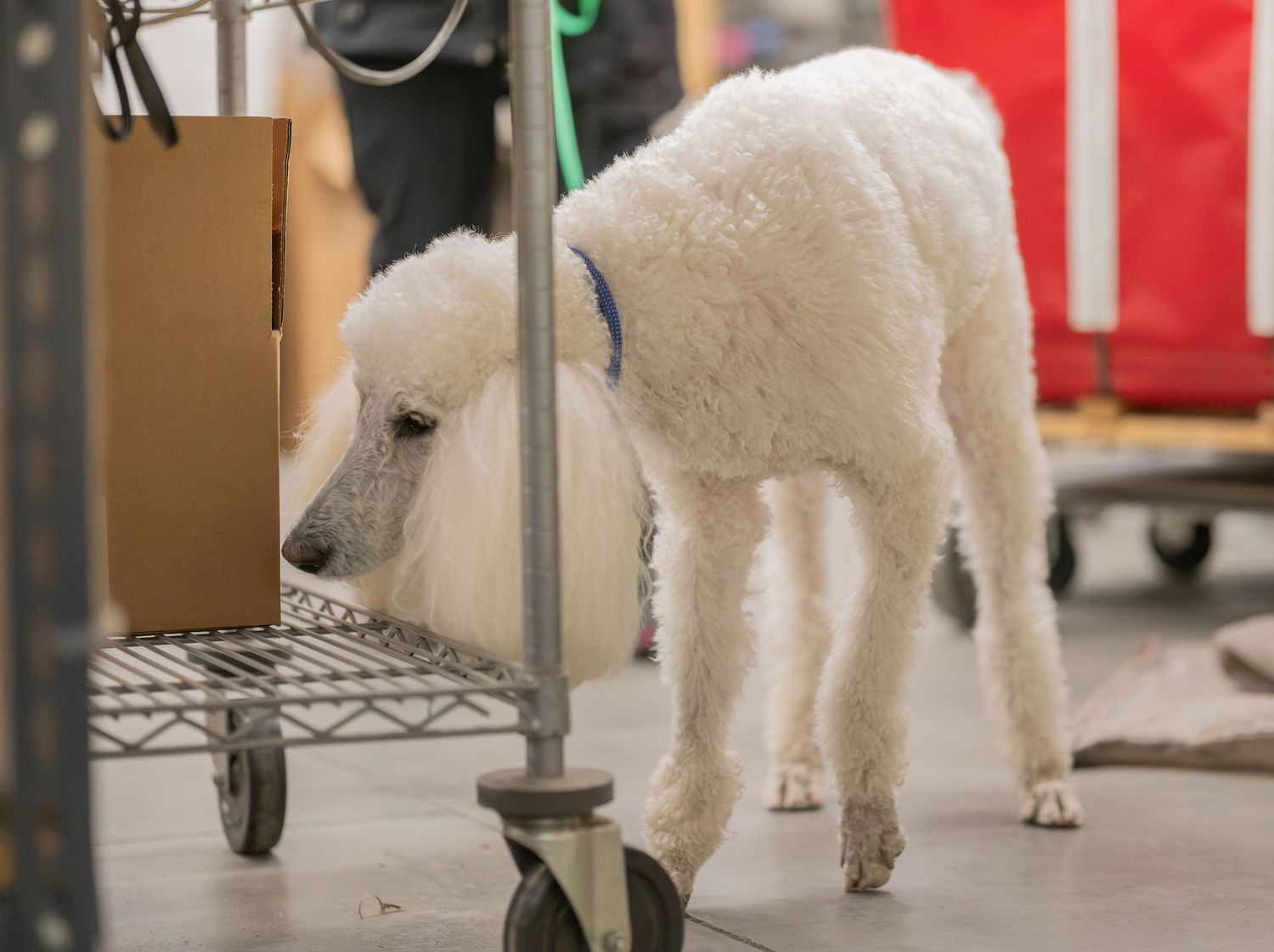White standard poodle sniffing a metal cart on wheels indoors at what appears to be a dog show.
