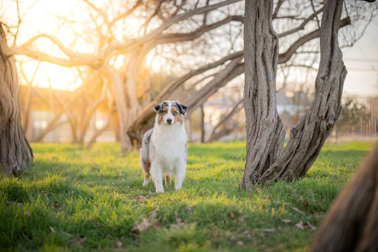 Australian Shepherd dog standing on green grass between trees with golden sunset light in background.