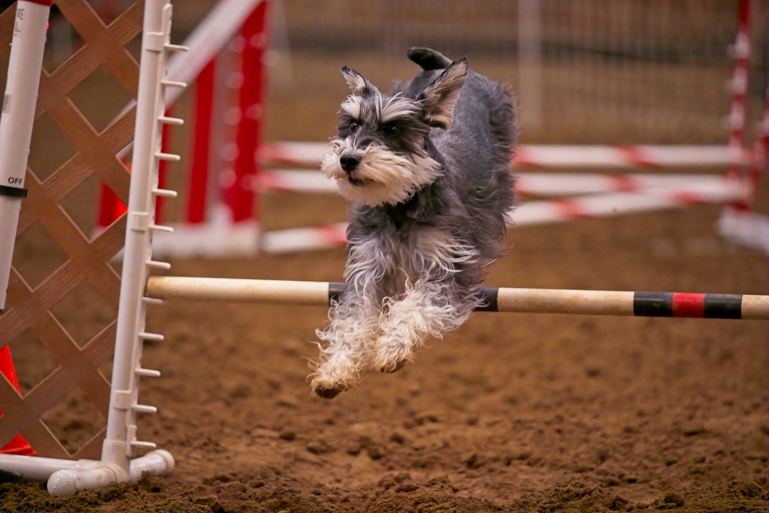 A miniature schnauzer dog gracefully jumps over an agility course obstacle in a dirt arena.