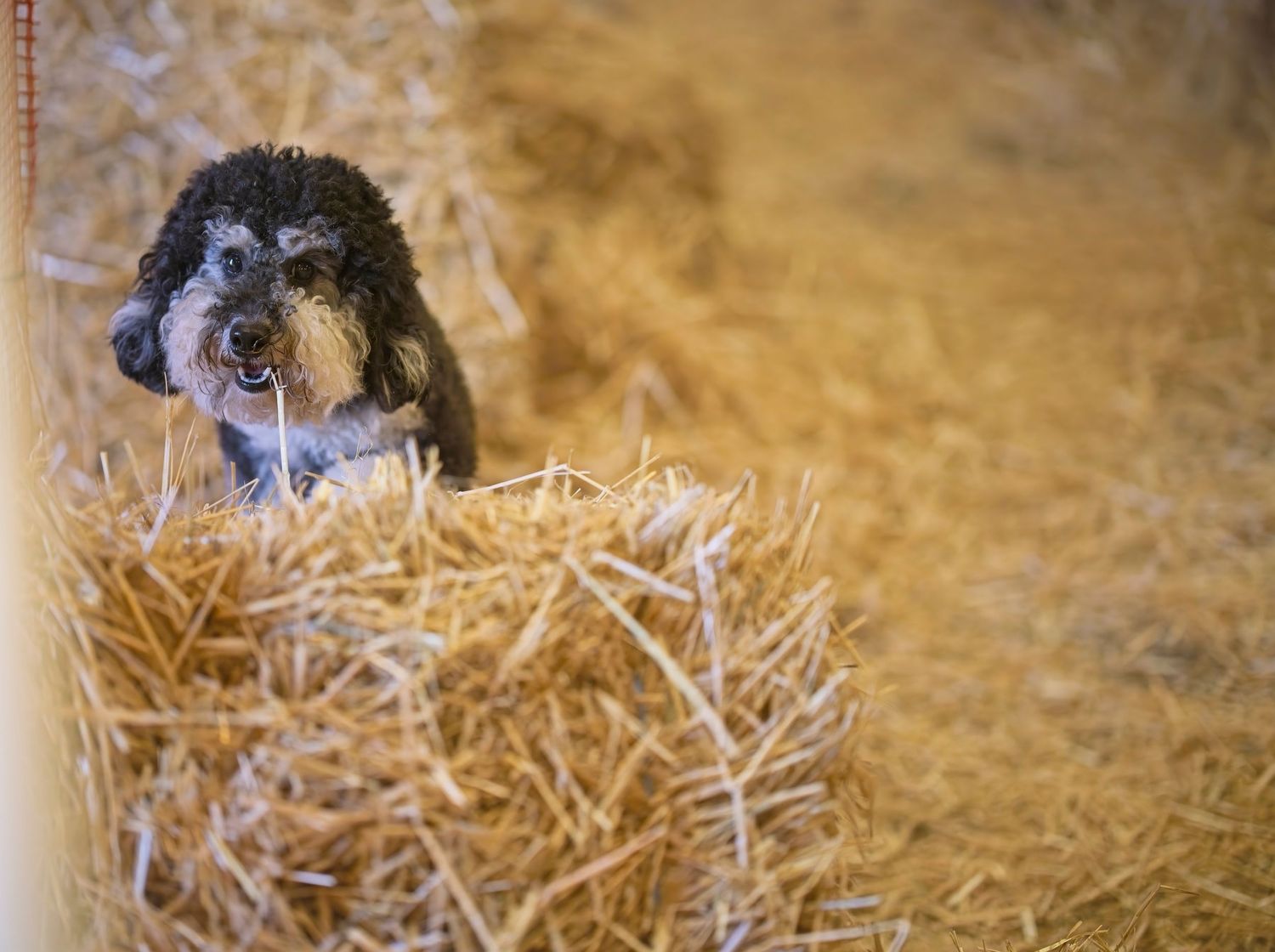 A black and white cat lounges comfortably in a bed of golden straw inside a barn or stable.