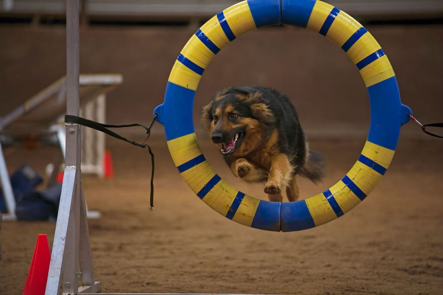 A German Shepherd dog leaping through a blue and yellow agility hoop during a competition.