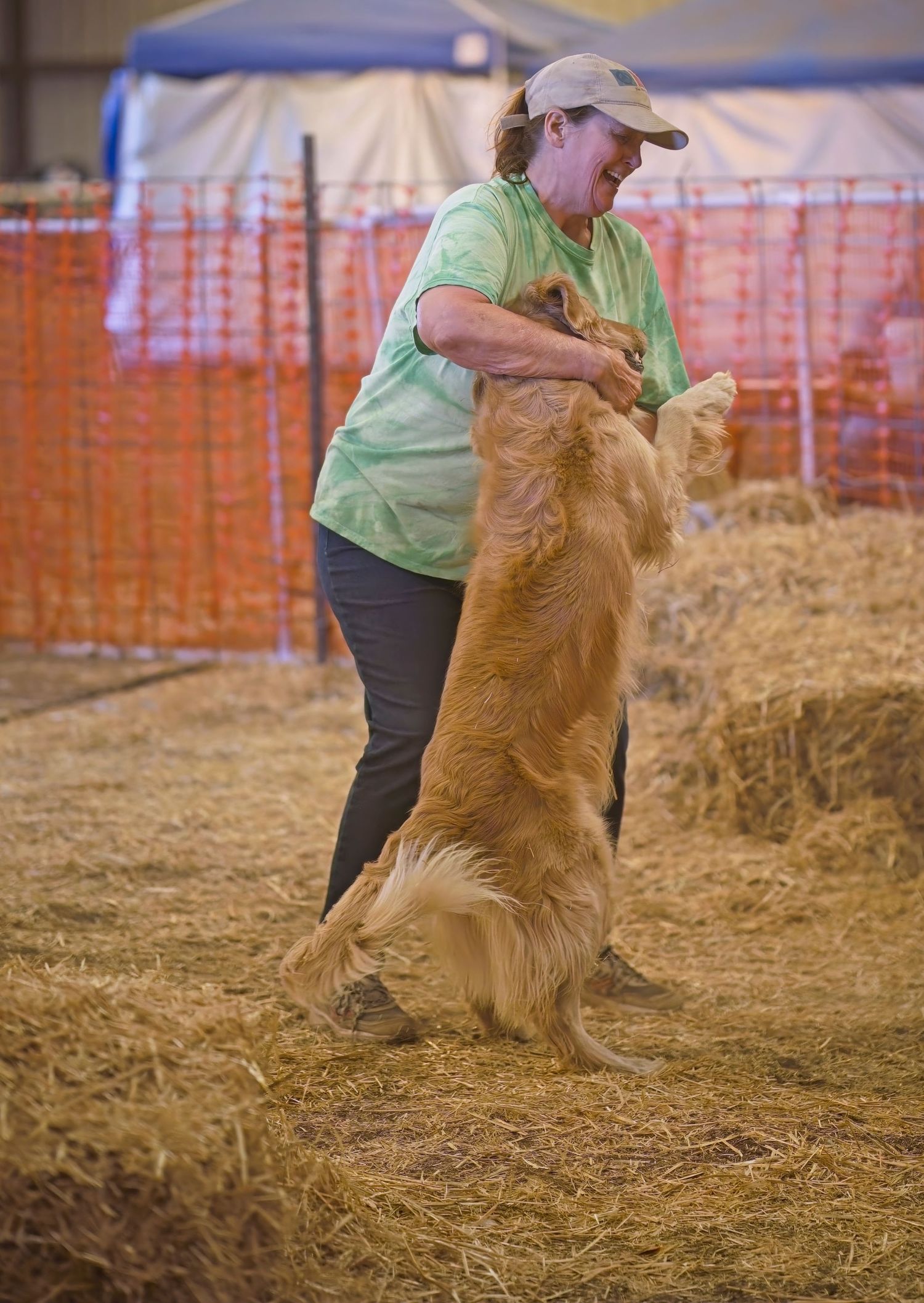 Golden retriever dog performs tricks with handler on hay-covered floor at indoor training event.