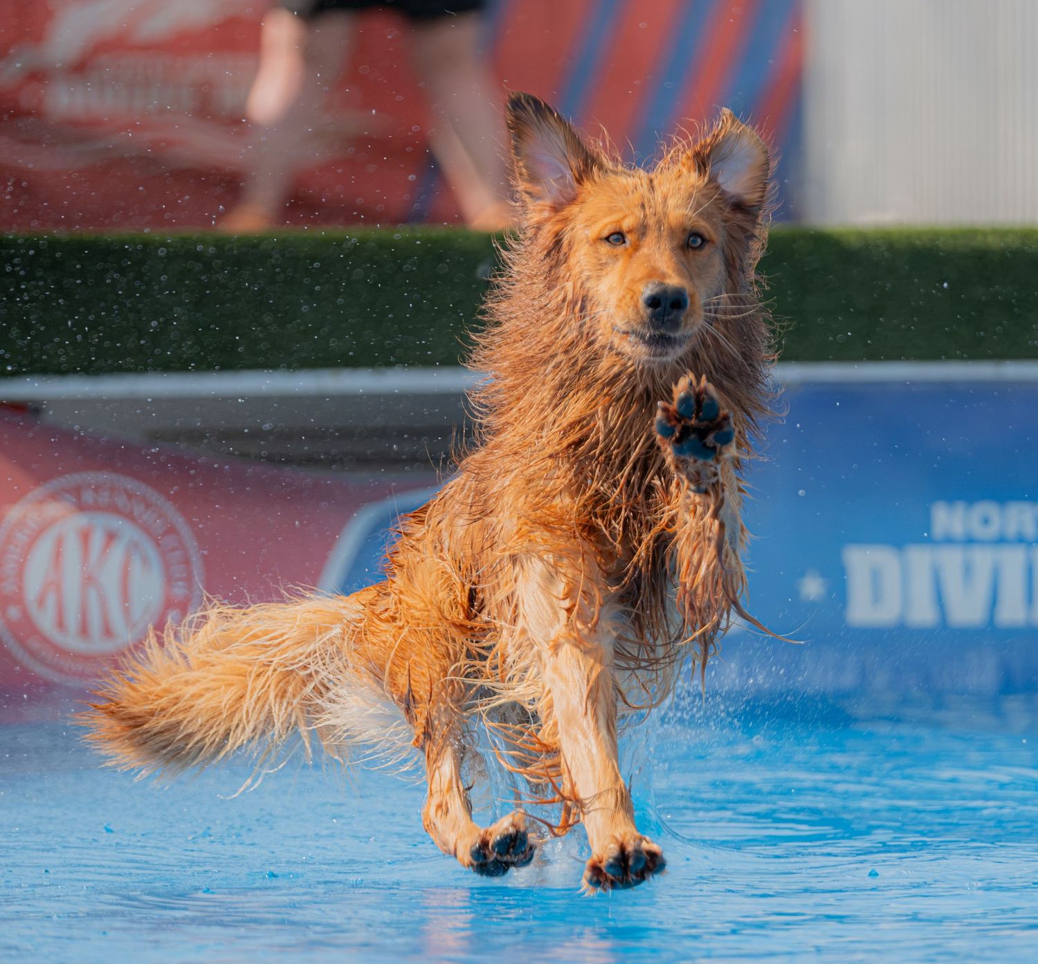 Wet golden dog leaping mid-air over a blue pool at an AKC Diving Dogs competition event.