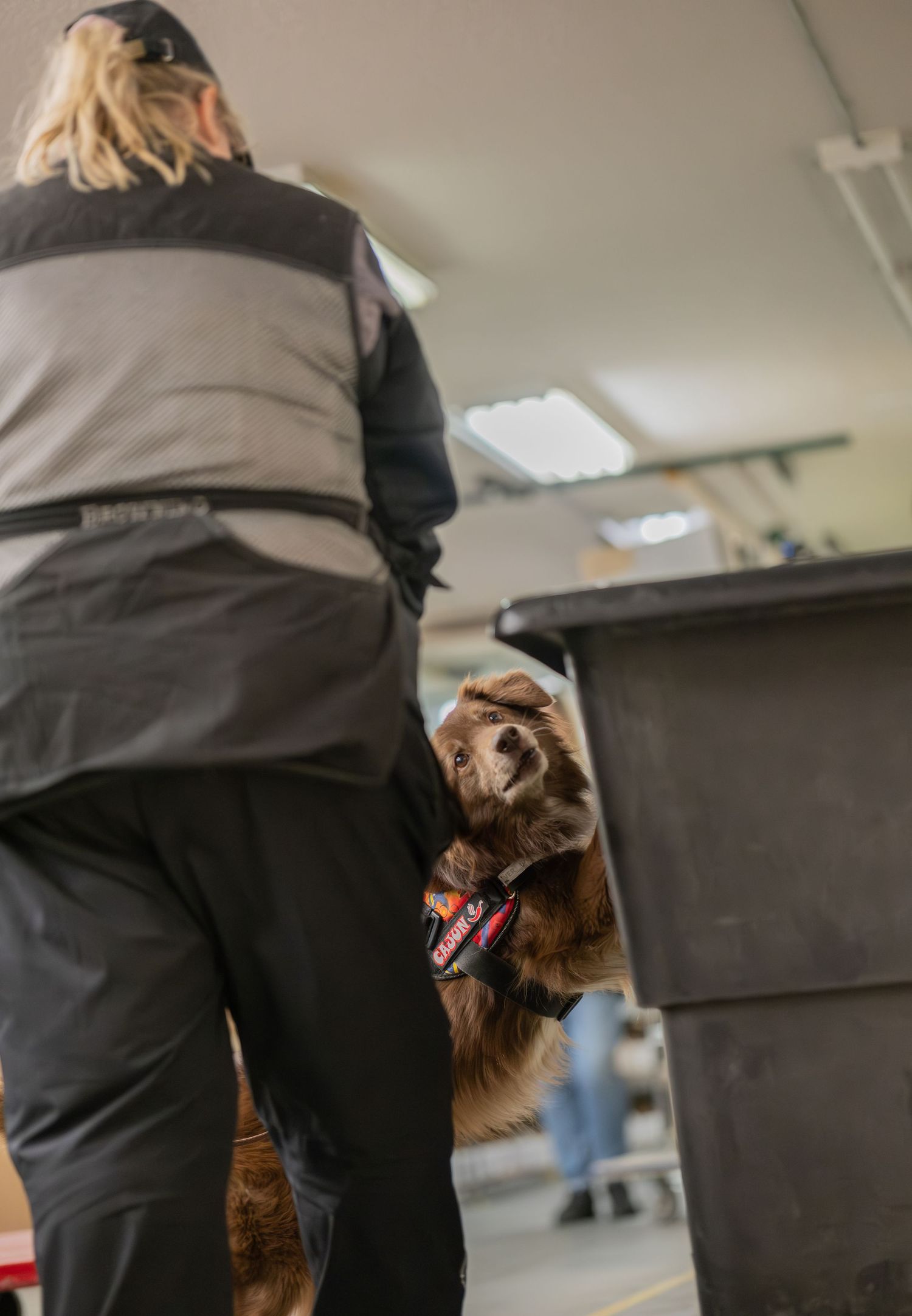 A security dog handler working with a brown spaniel sniffer dog between large bins in an indoor facility.