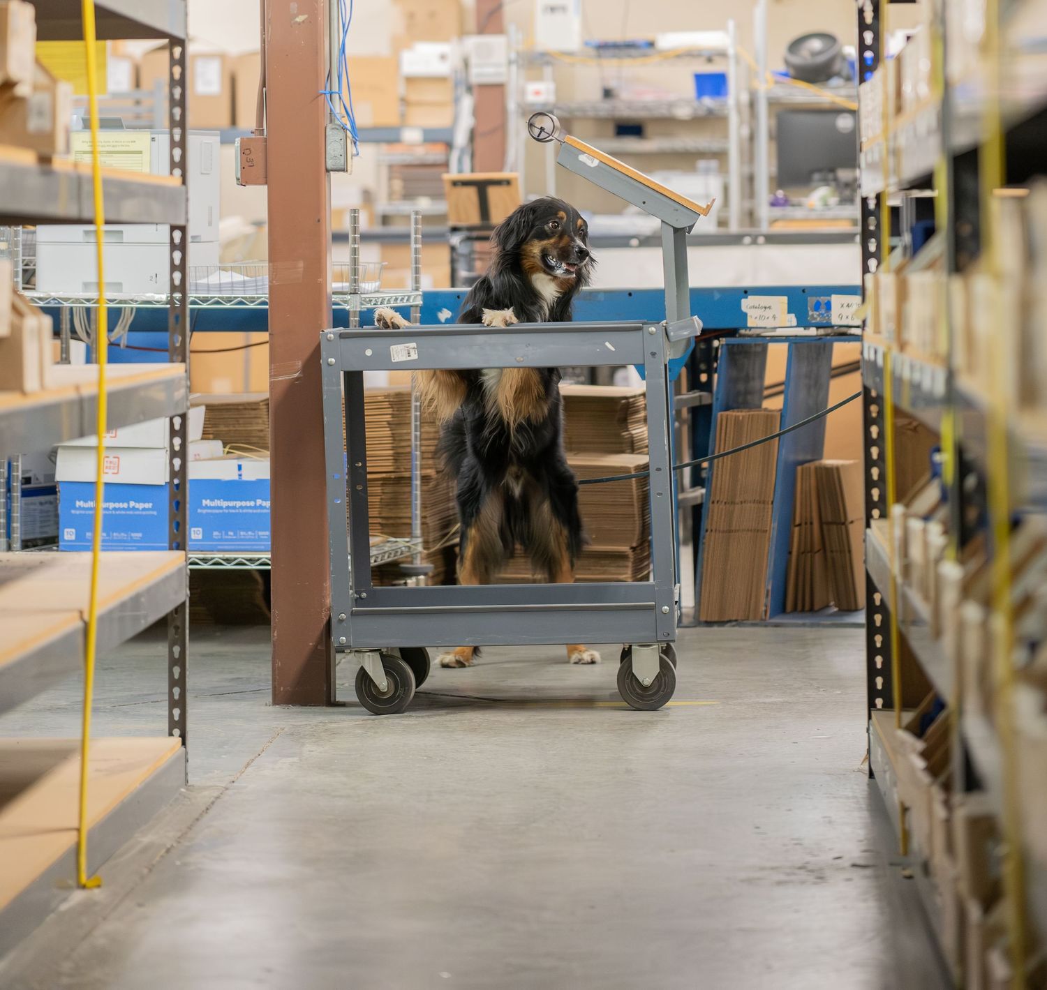 A fluffy dog sits on a metal utility cart in a warehouse aisle surrounded by shelves of boxes.