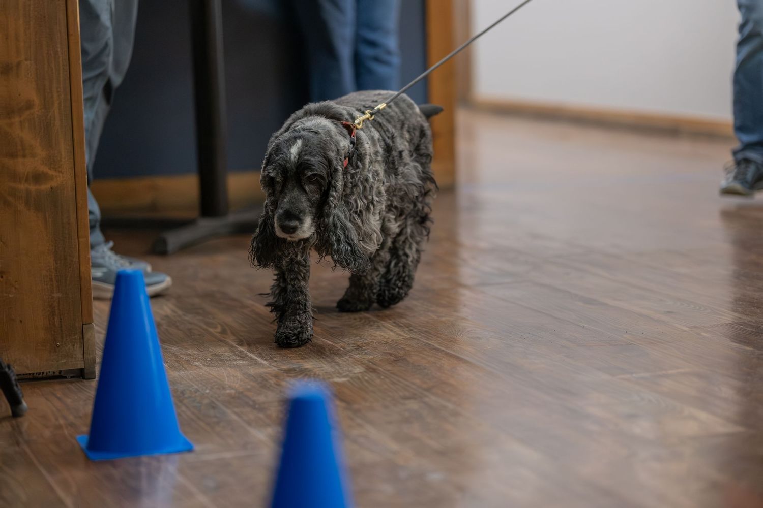 A black Cocker Spaniel on a leash navigating blue training cones on a wooden floor indoors.