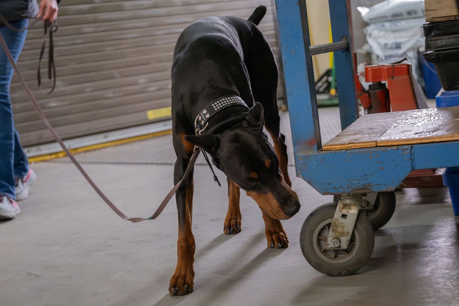 A Doberman Pinscher dog on a leash sniffs a blue cart in an industrial warehouse setting.