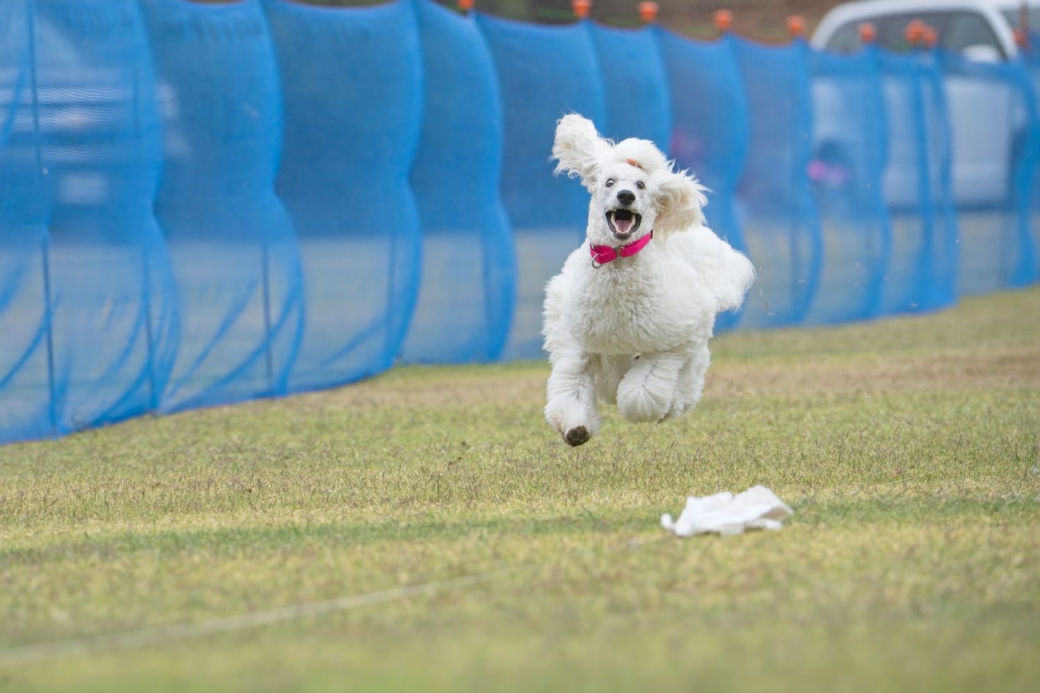 A white Maltese dog runs playfully across a green grass field with blue barriers in the background.