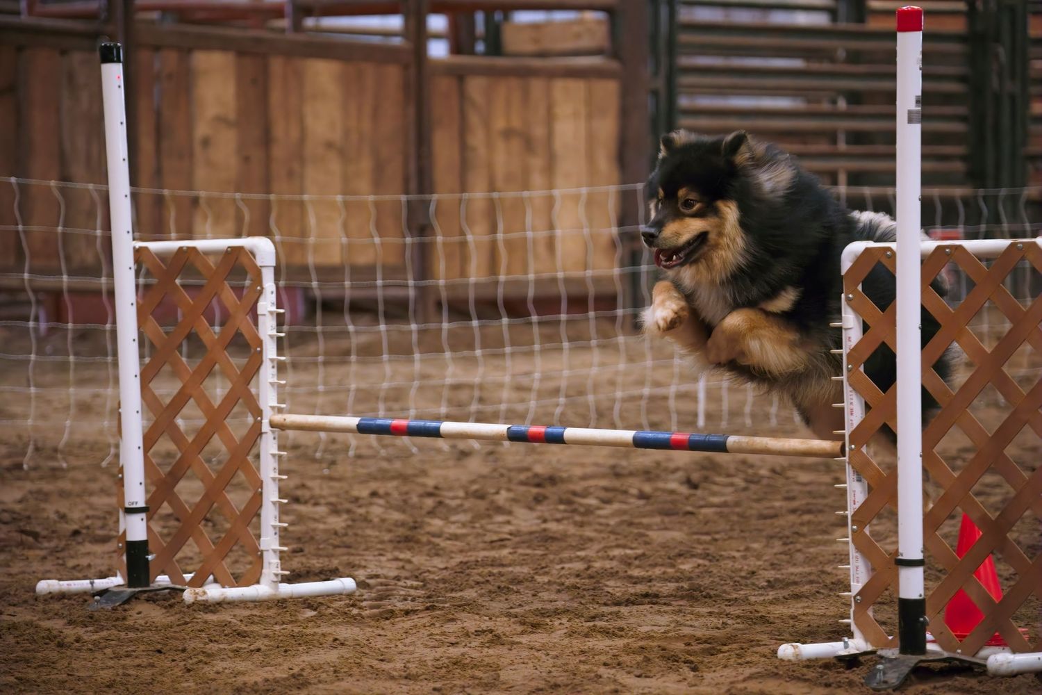 A German Shepherd dog jumps over an agility course obstacle during a competition event.