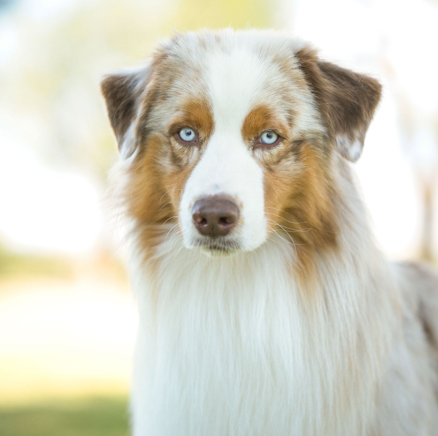 Close up portrait of an Australian shepherd dog with striking blue eyes and brown and white markings.