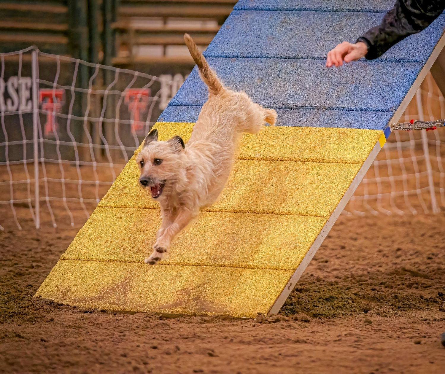 A small dog leaps over a bright yellow agility ramp during an indoor competition event.