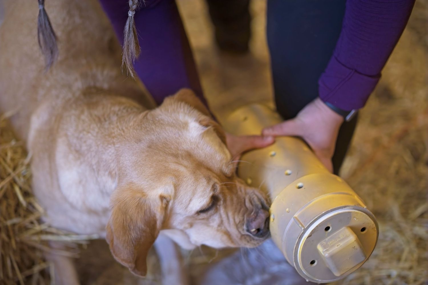 A dog interacts with a yellow enrichment toy while being supervised.