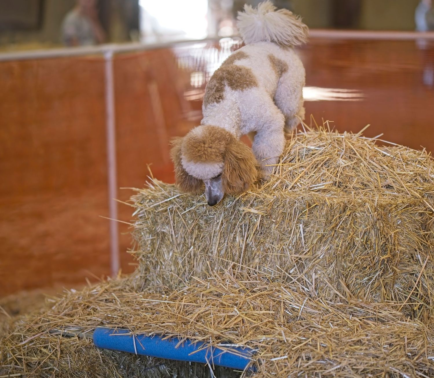 Dog exploring large hay bales stacked in a barn setting.
