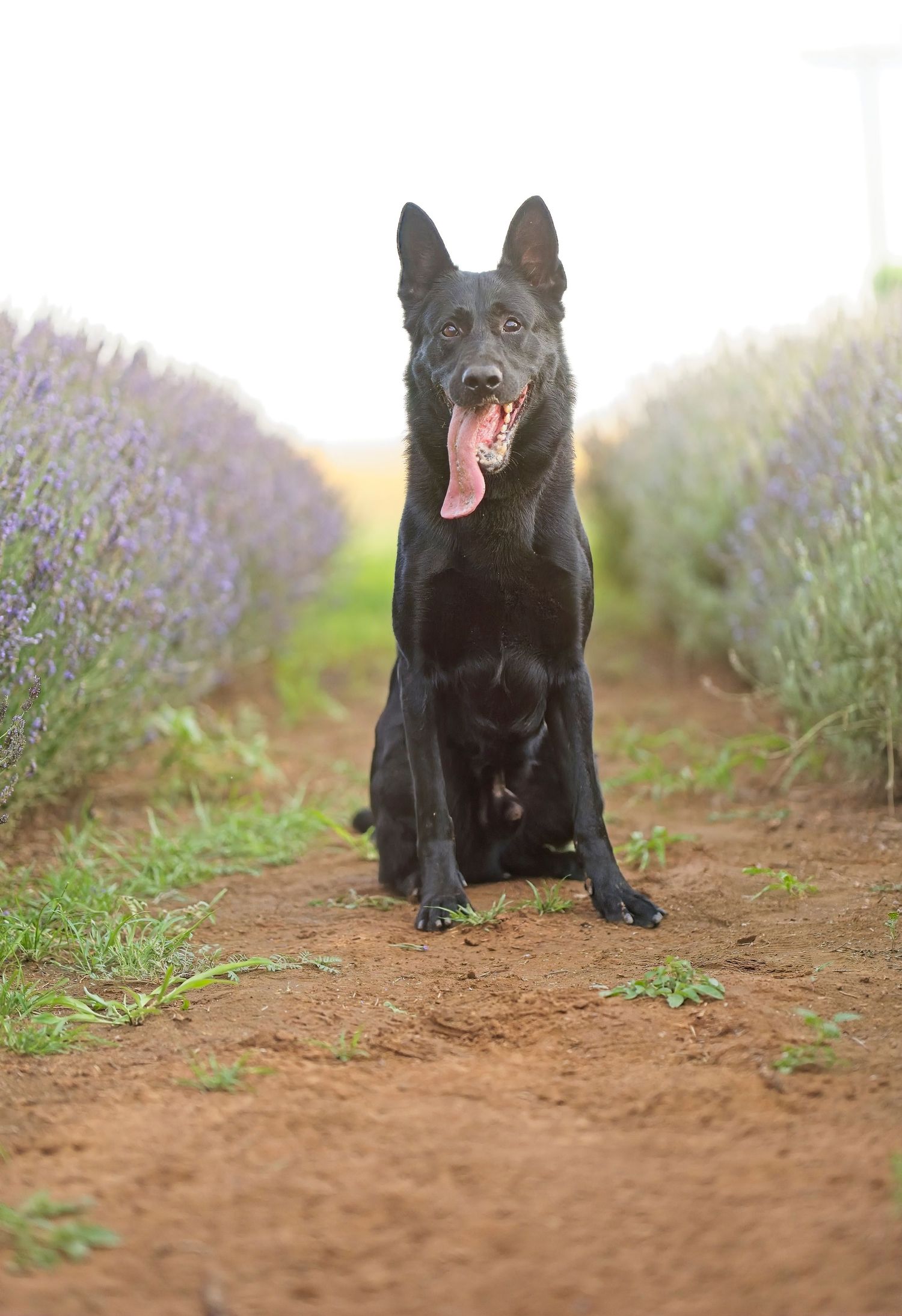 A black dog sits on a dirt path lined with blooming lavender flowers.