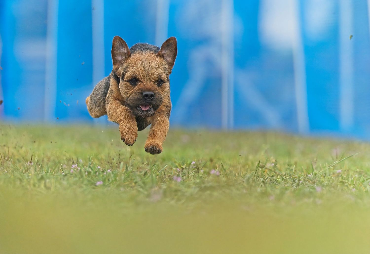 Energetic brown dog running and leaping through grass with blue background.