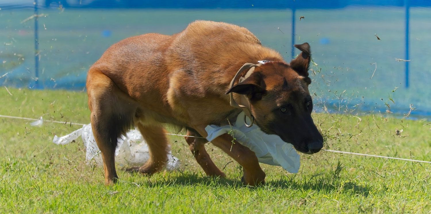 German Shepherd dog moving across a grassy field with trees in the distance.
