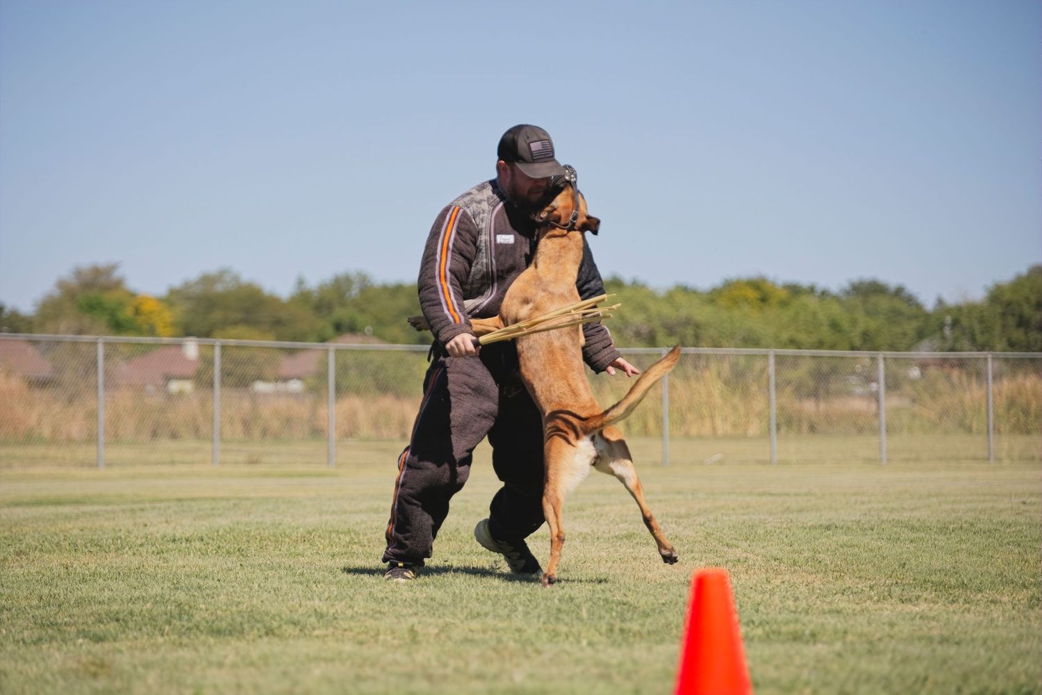 Dog training session in progress on a grassy field with orange cones for agility exercises.