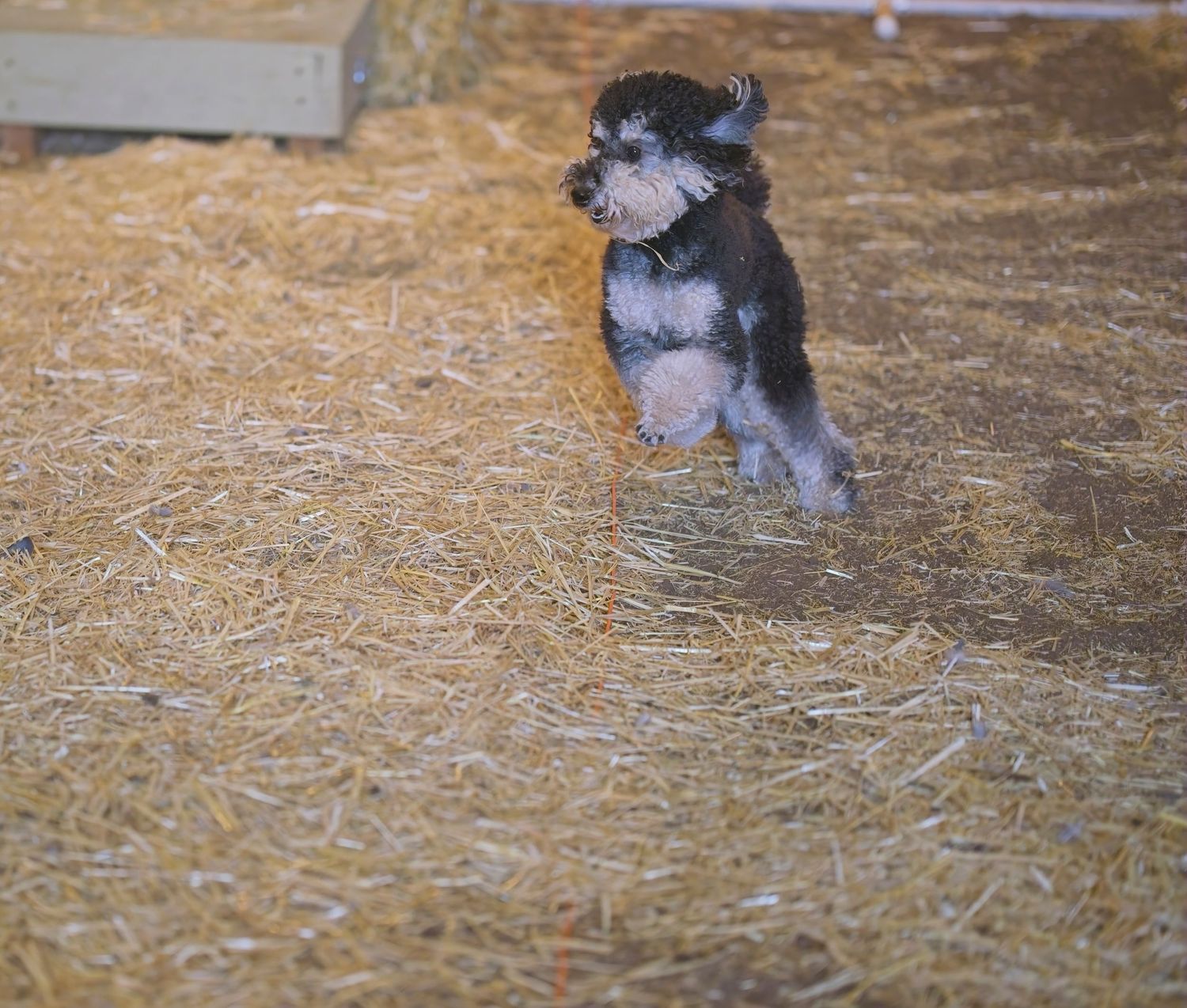 Small black and gray dog sitting attentively on straw-covered floor in barn or stable setting.