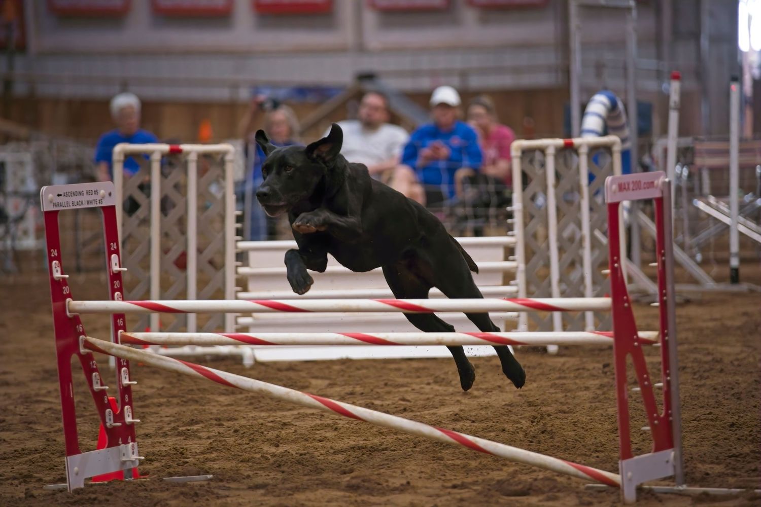 A black dog gracefully leaps over red and white agility course jumps during a competition event.