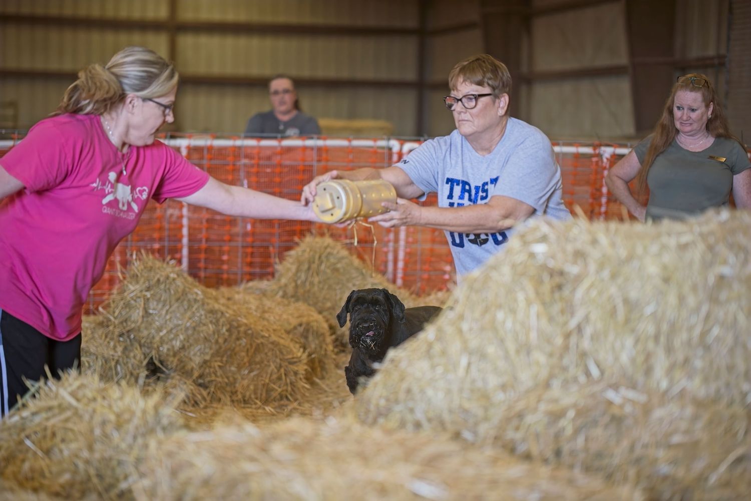 Dogs practice agility training around hay bales with orange netting barriers.