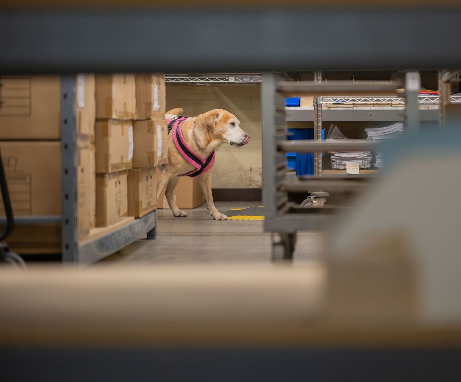 A beagle dog wearing a pink harness standing in a warehouse storage area surrounded by wooden crates and metal shelving.